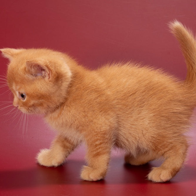 Quoddy British Shorthair male, red