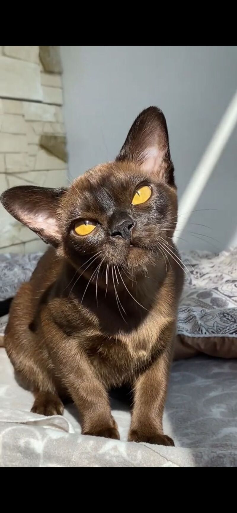 Unika Burmese female black - live animals
