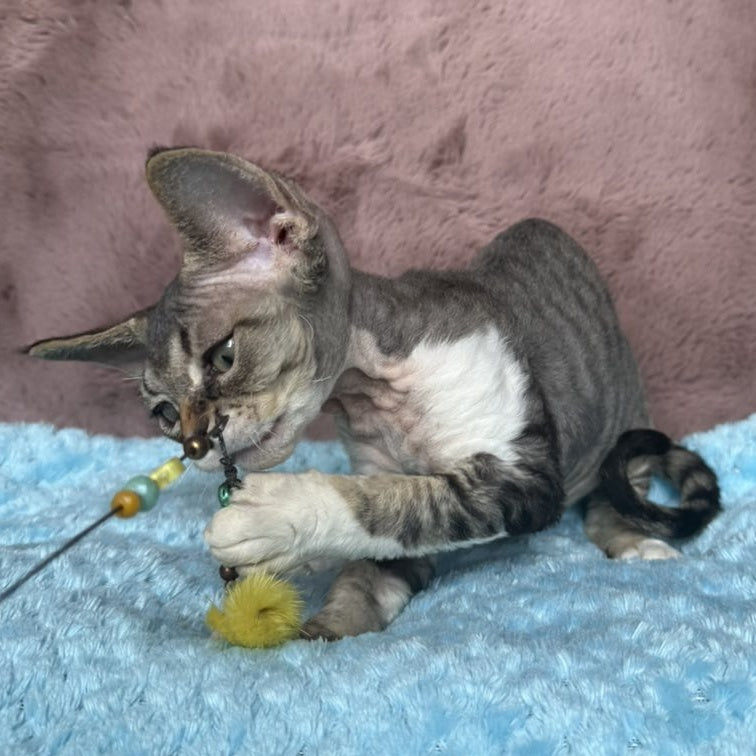 Xenon Devon Rex male, black tabby with white