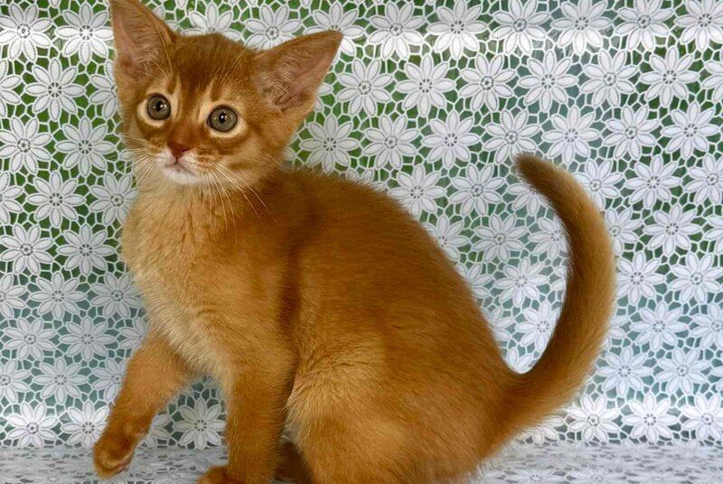 Bakara Abyssinian female sorrel - live animals