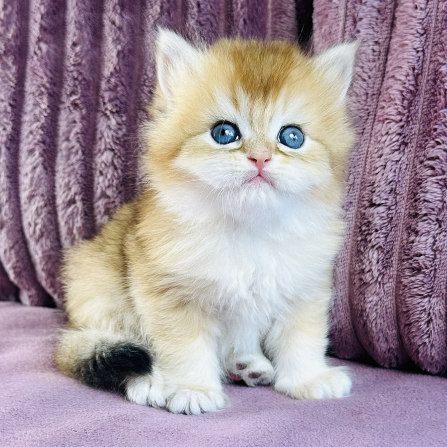 Jazz British Longhair male, black golden chinchilla