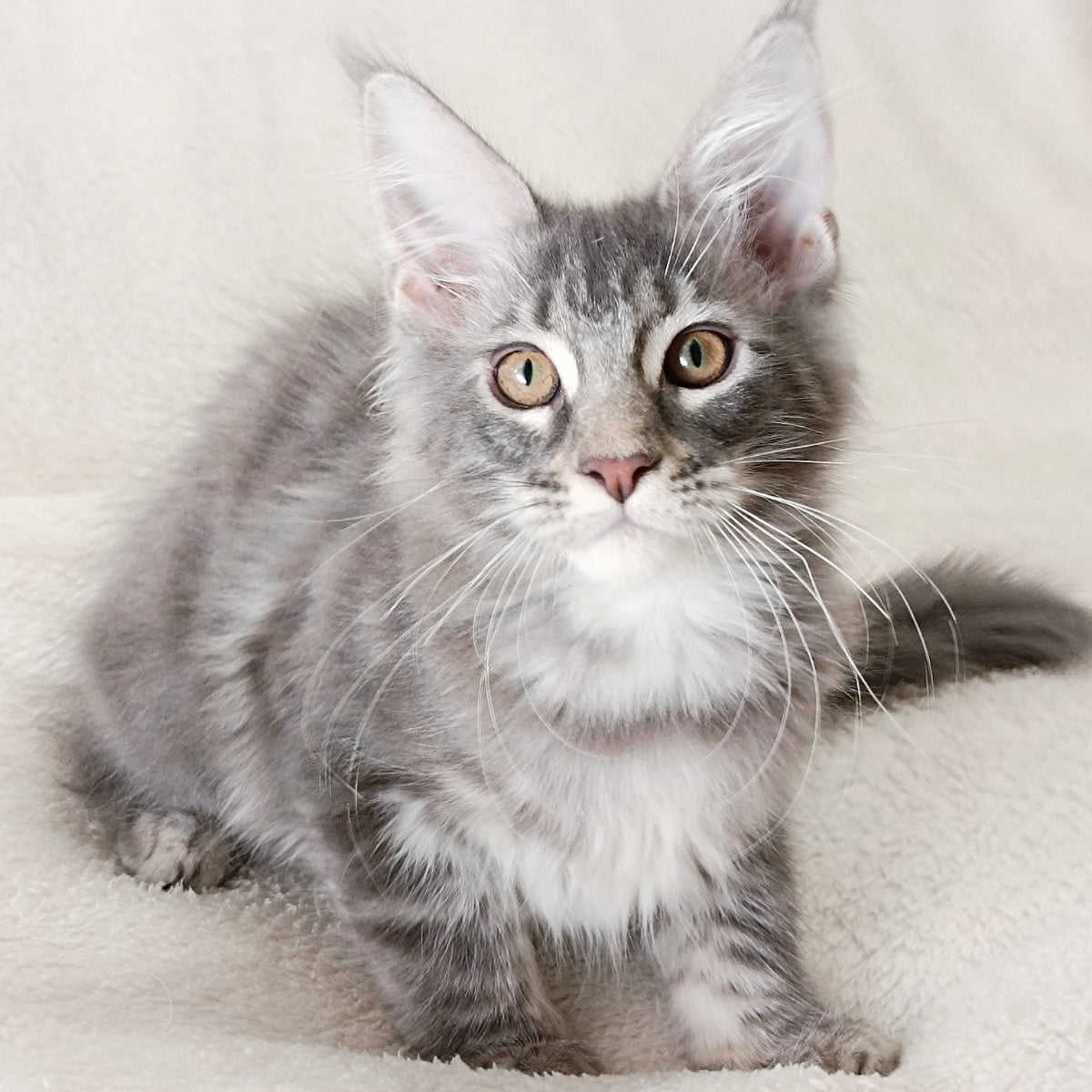 Quartz Beauty Maine Coon female, blue tabby