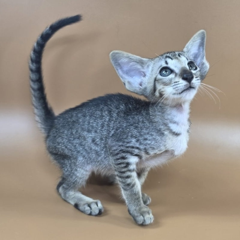 Yara Oriental Shorthair female, black spotted tabby