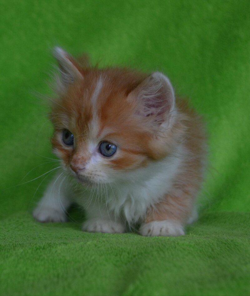 Narciss Munchkin male red bicolour tabby - live animals