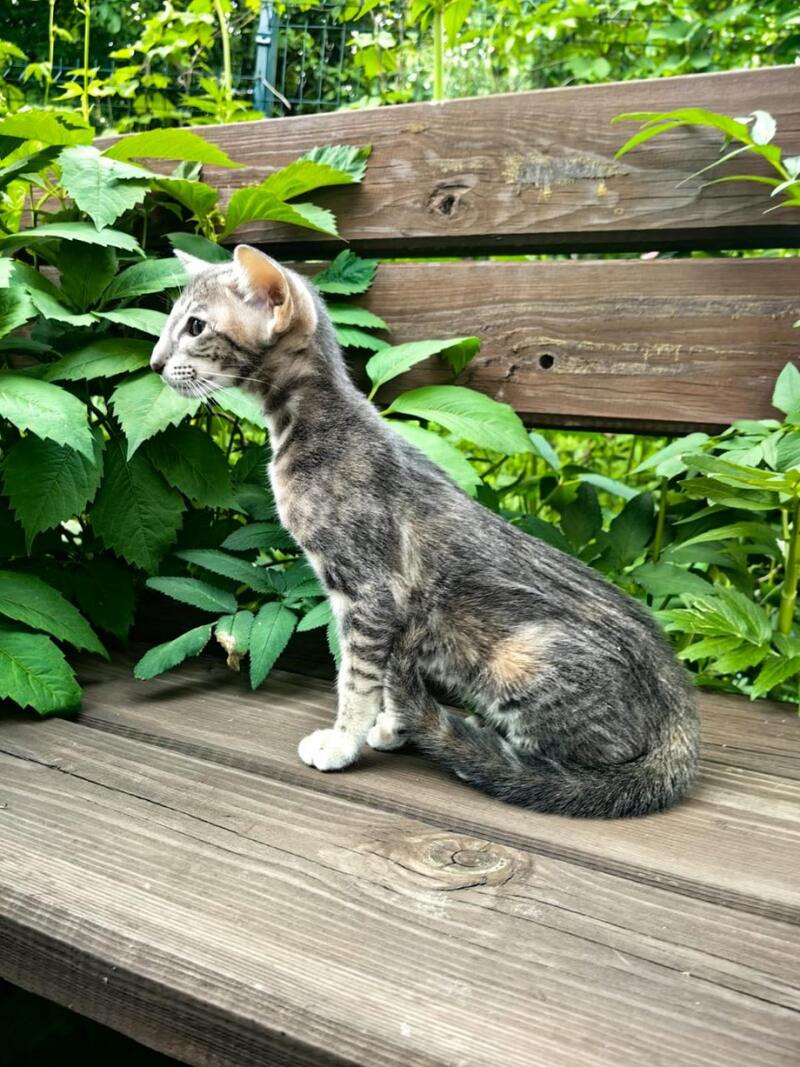 Mauti yeti Oriental Shorthair female blue tortie tabby - live animals