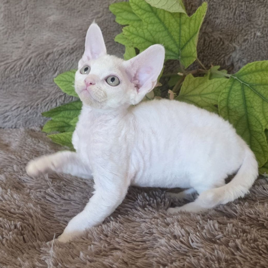 Watson Devon Rex male, white