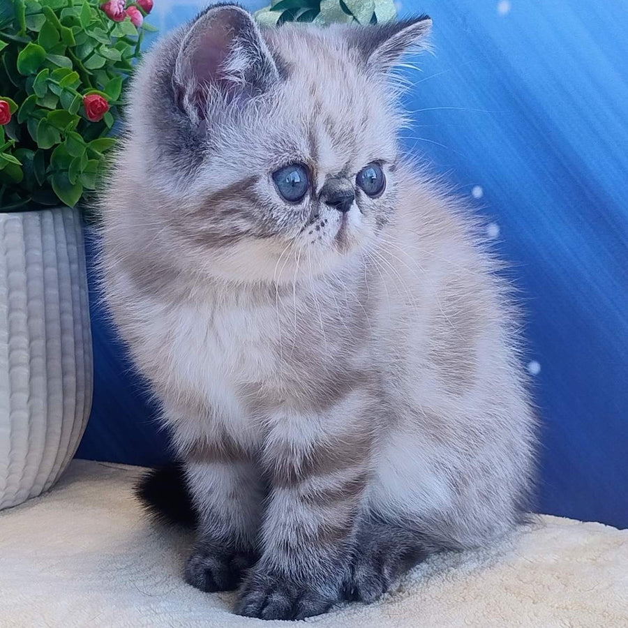 Henk Exotic male, black tabby pointed