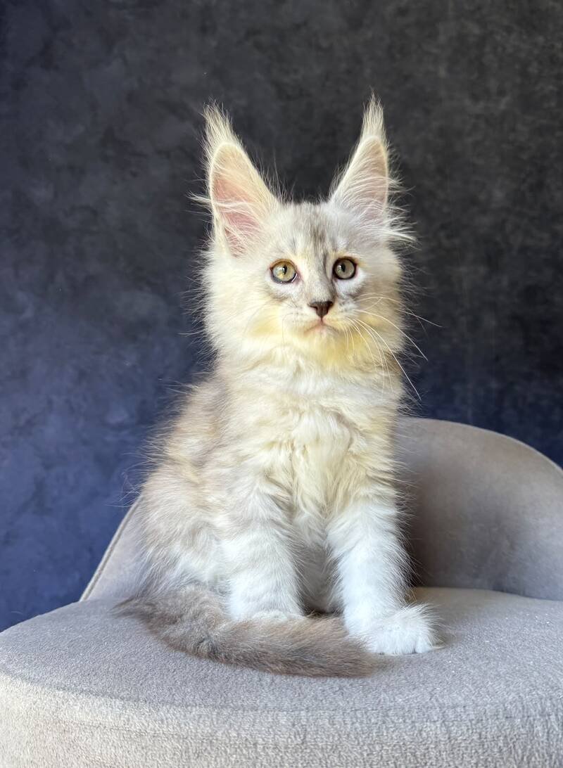 Garvin Maine Coon male, black silver tabby
