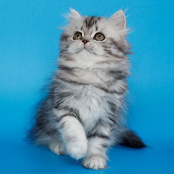 Yalvina British Shorthair female, black silver tabby