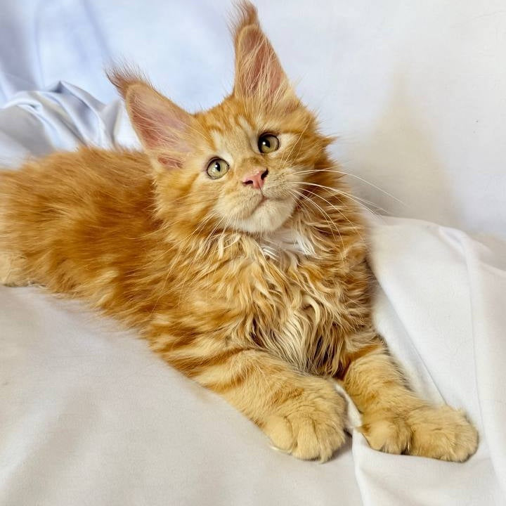 Mufasa Maine Coon polydactyl 6x6x6x6 male, red with white