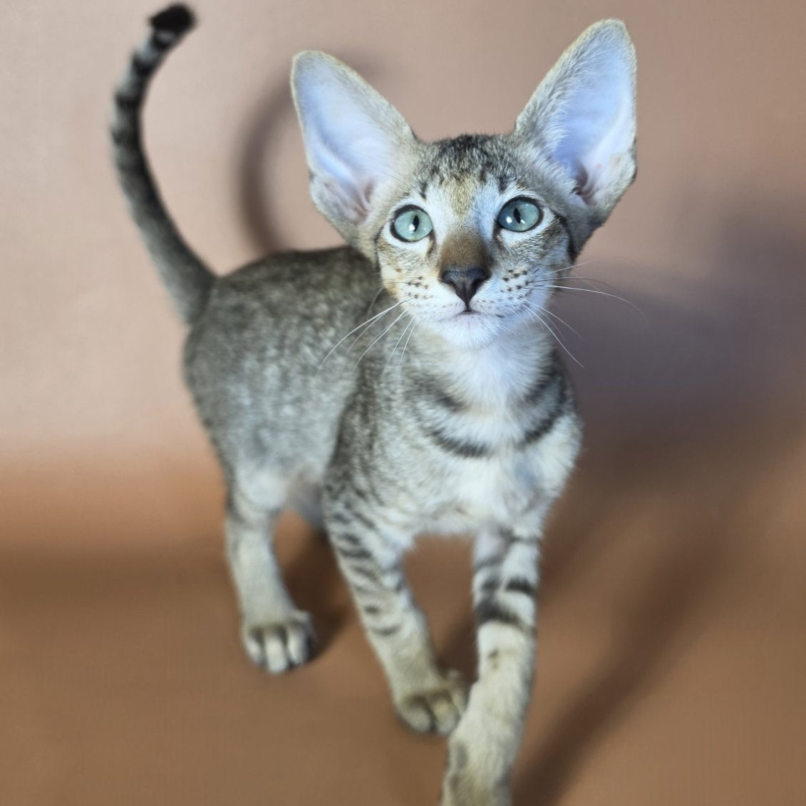 Gideon Oriental Shorthair male, black spotted tabby
