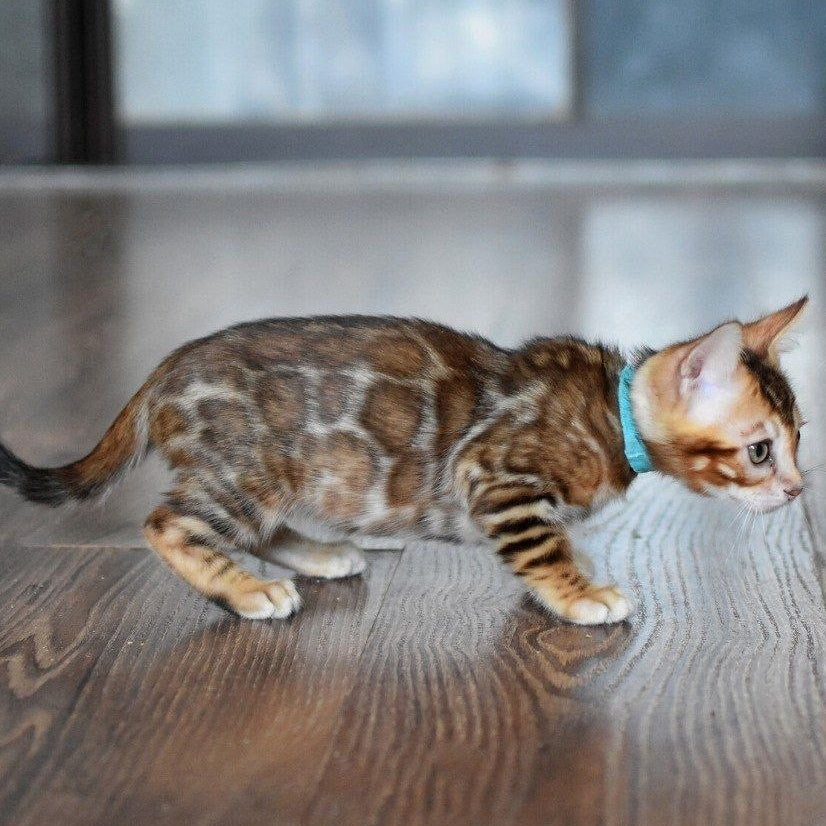 Perseus Bengal male, black spotted tabby