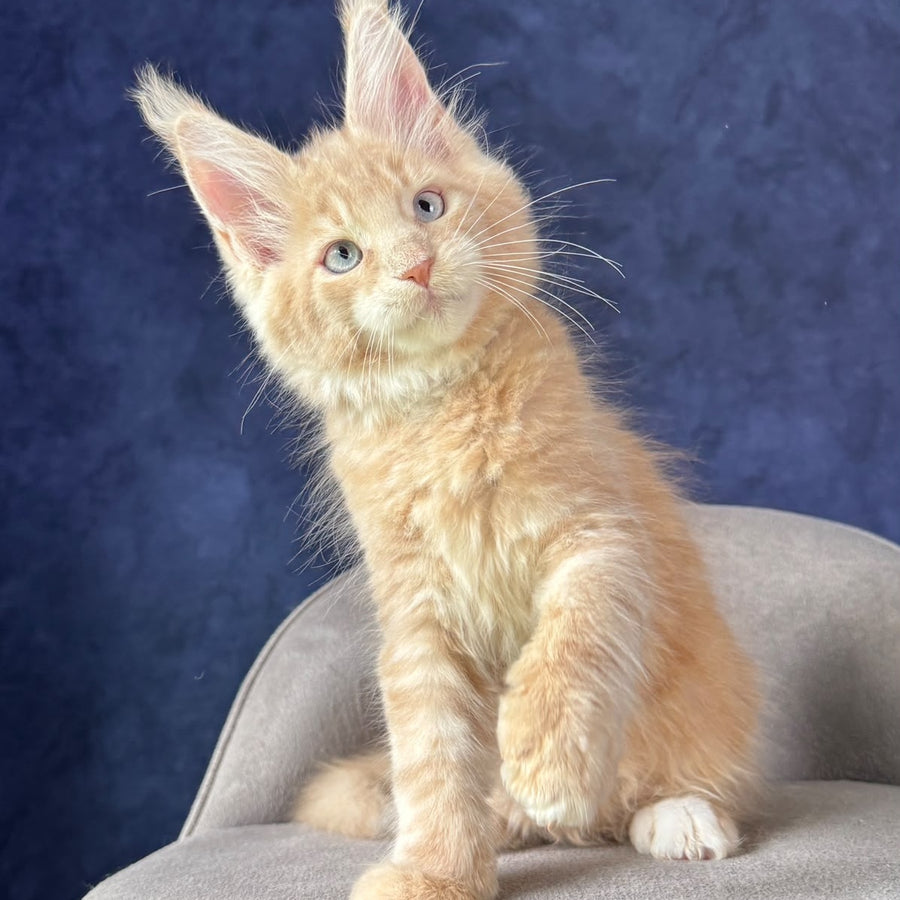 Romka Maine Coon male, cream tabby with white
