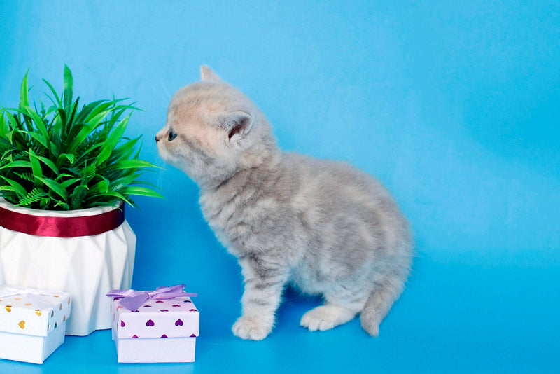 Sapfir British Shorthair male, lilac tabby