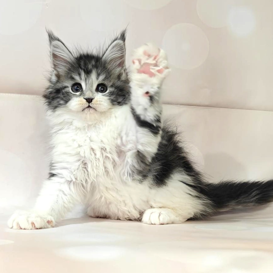 Molly Maine Coon female, black silver tabby bicolour