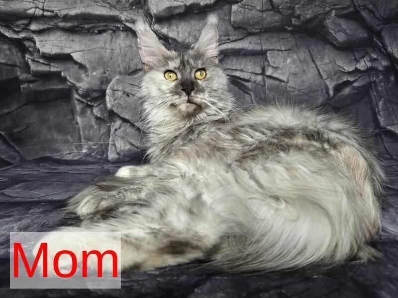 Pollor Maine Coon male, black silver ticked tabby