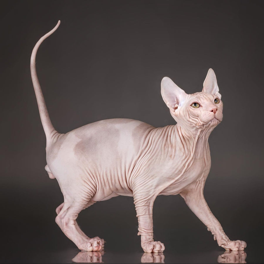 Urii Don Sphynx male, red bicolour
