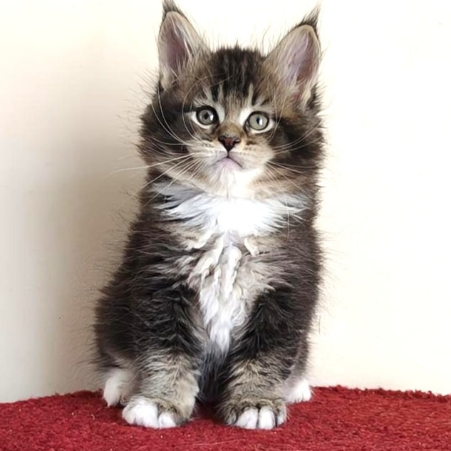Hammer Maine Coon male, black ticked tabby with white