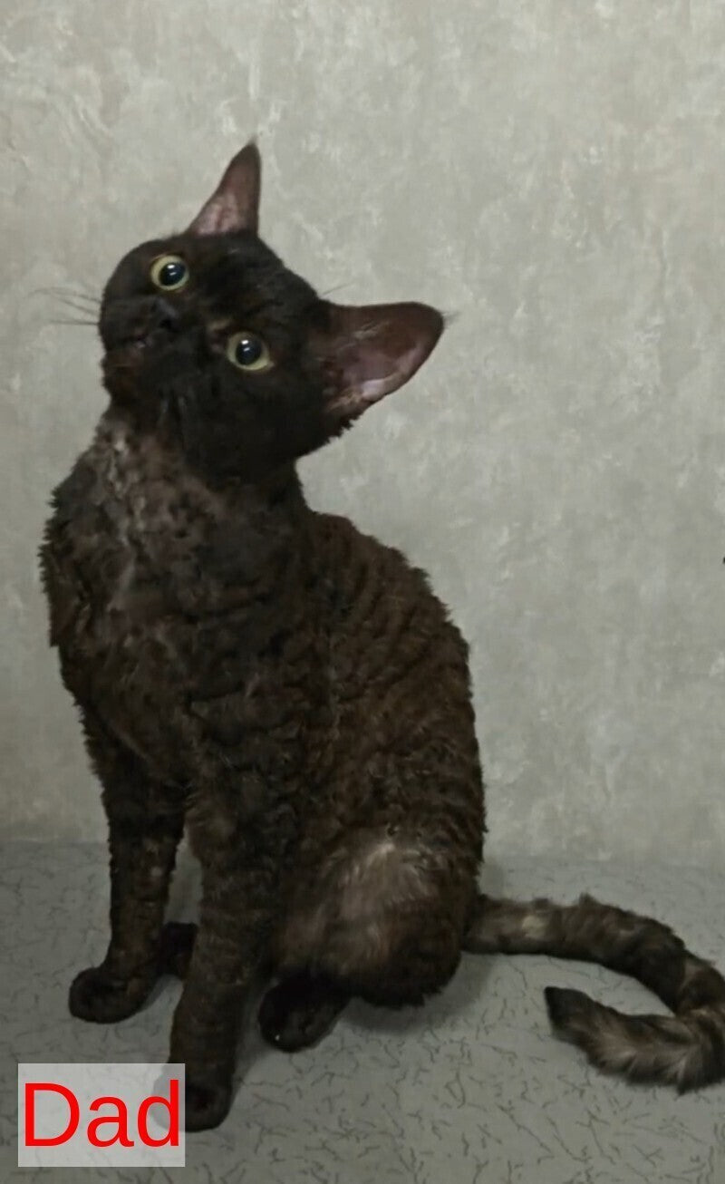 Terra Devon Rex female black pointed - live animals
