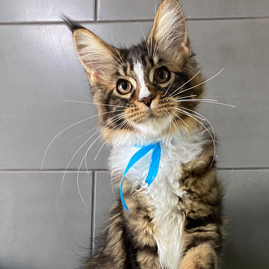 Arbat Maine Coon male, black tabby bicolour