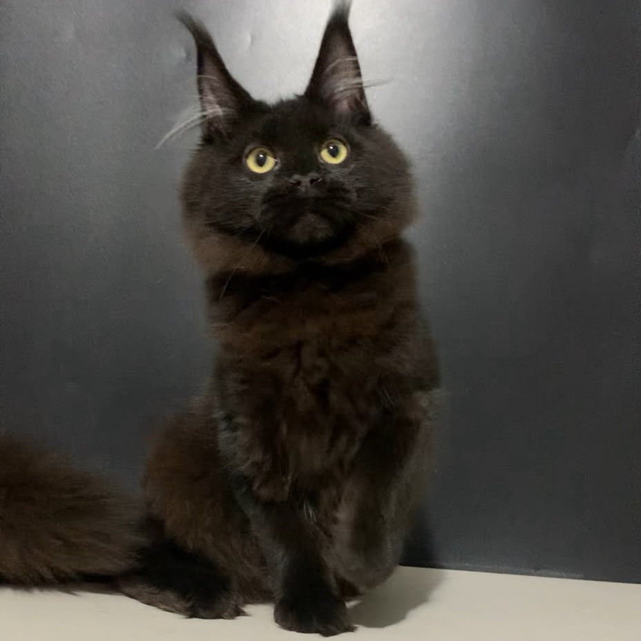 Tuluza Maine Coon female, black