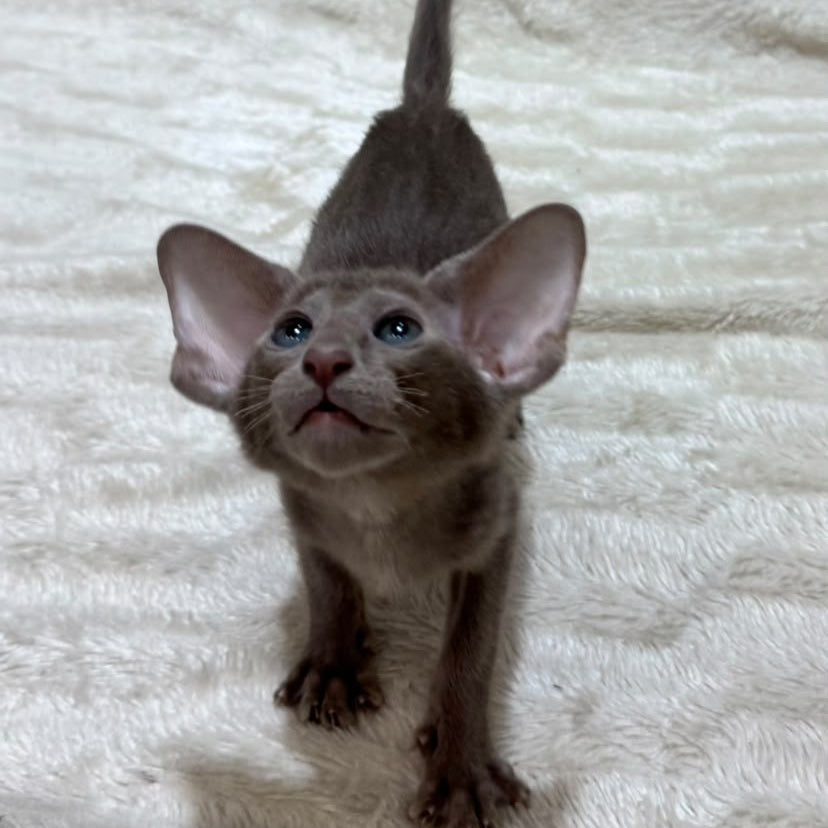 Kasper Oriental Shorthair male, lilac