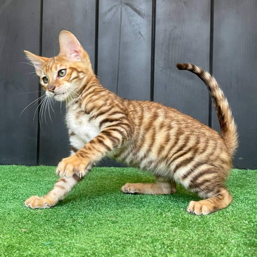 Wulfric Toyger male, black tabby