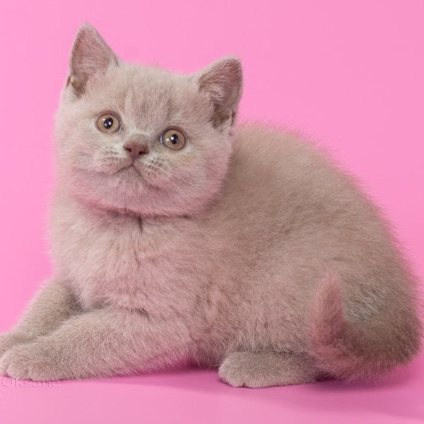 Kent British Shorthair male, lilac