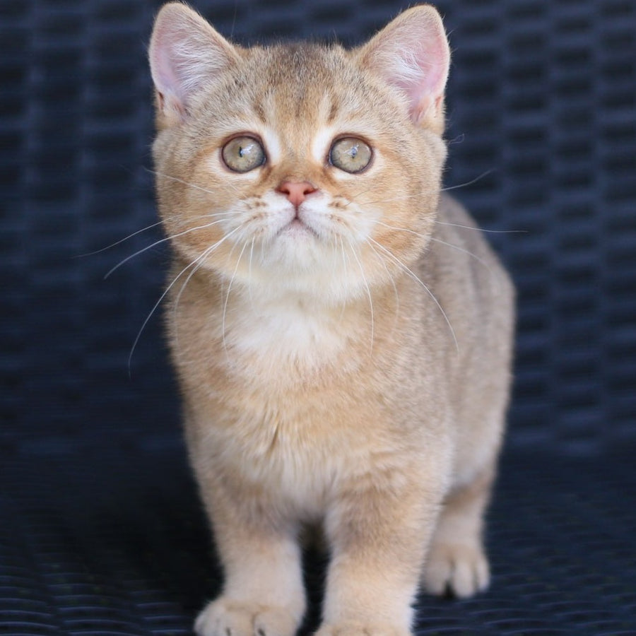 Paloma British Shorthair female, chocolate golden ticked tabby