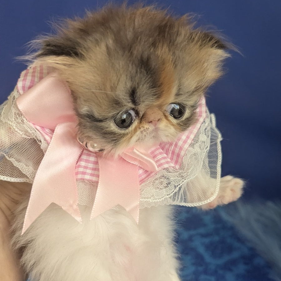 Roksolana Persian female, black tortie tabby harlequin