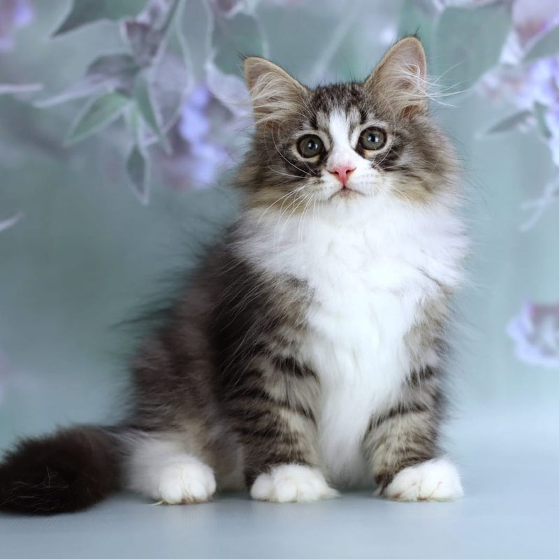 Gelius Siberian male, black with white spotted tabby