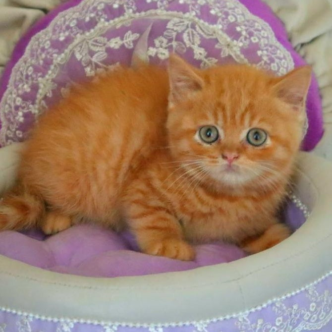 Misha British Shorthair male, red