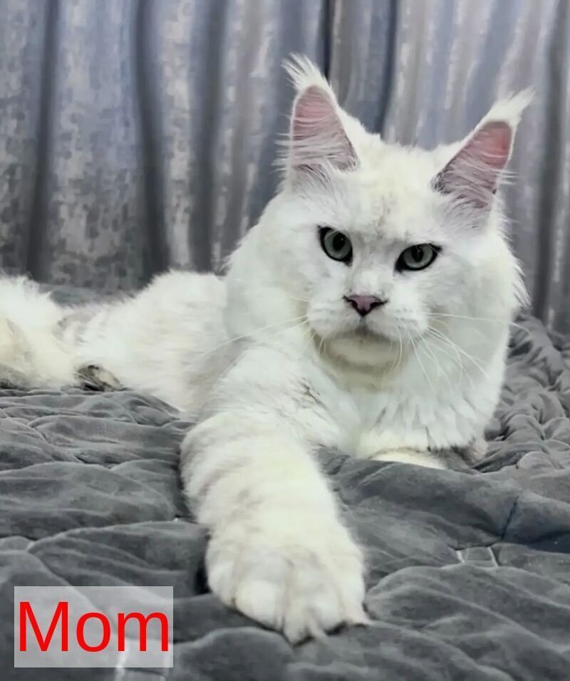 Eva Maine Coon female black silver shaded - live animals