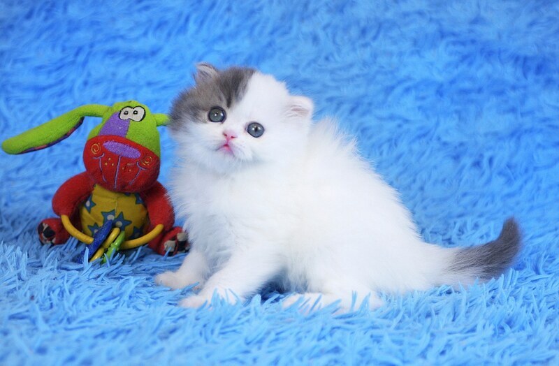 Fantasia Scottish Straight female, blue tabby van