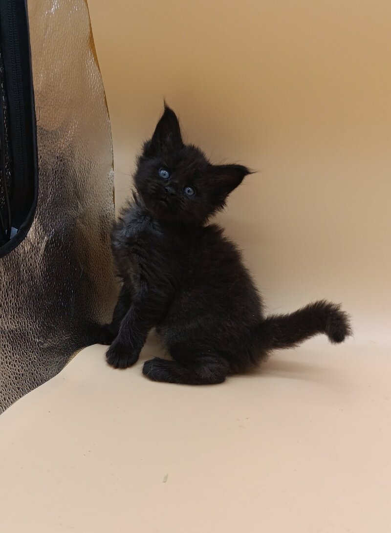 Iris Maine Coon female black silver live animals