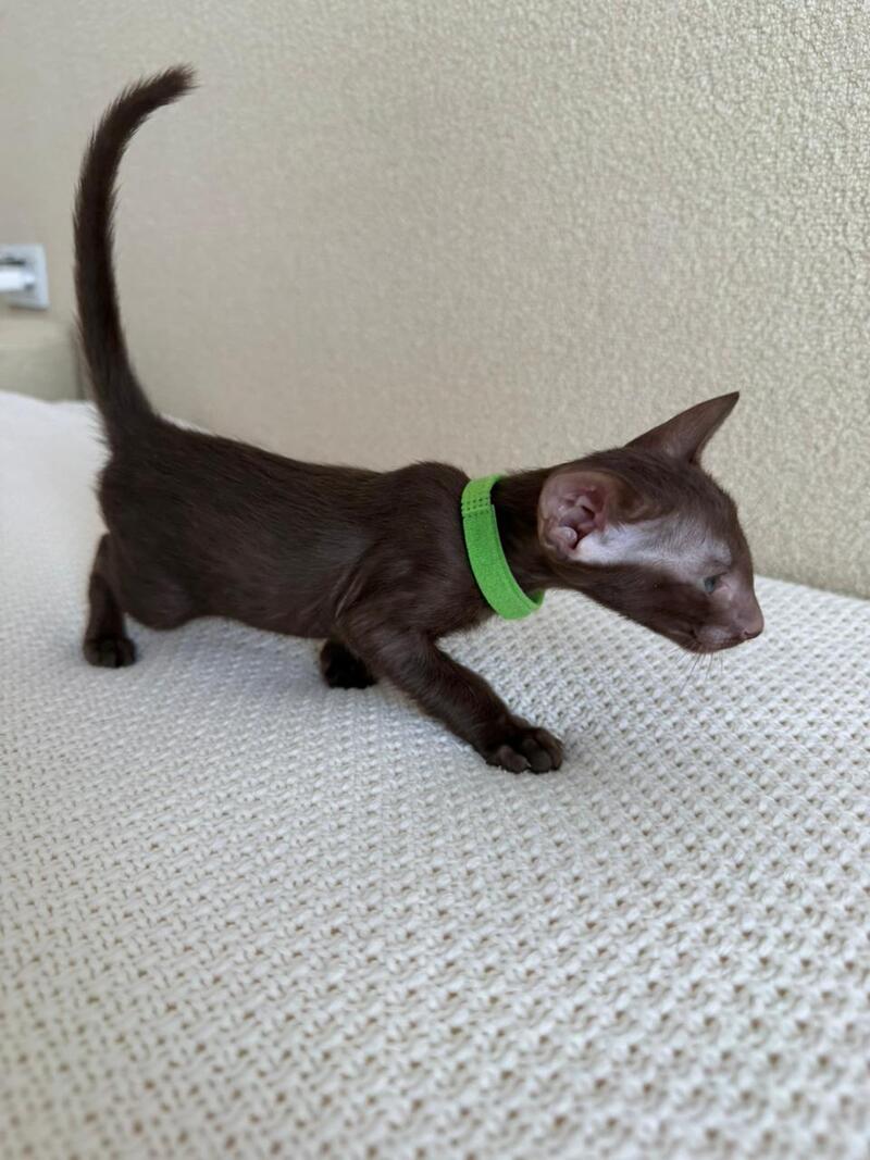 Aston Oriental Shorthair male chocolate - live animals