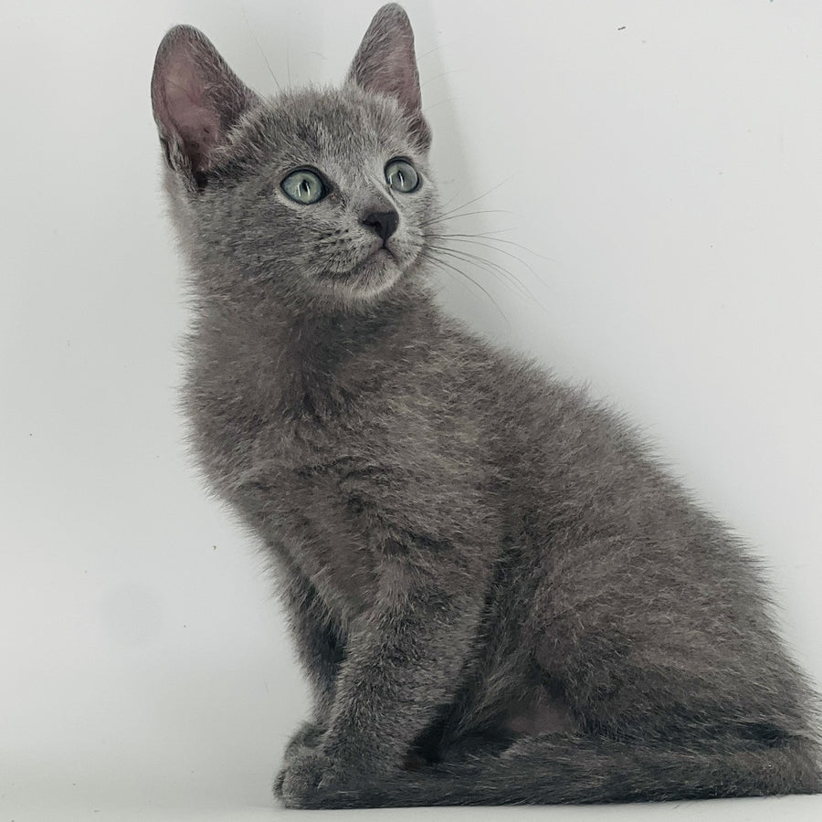 Aster Russian Blue male, blue