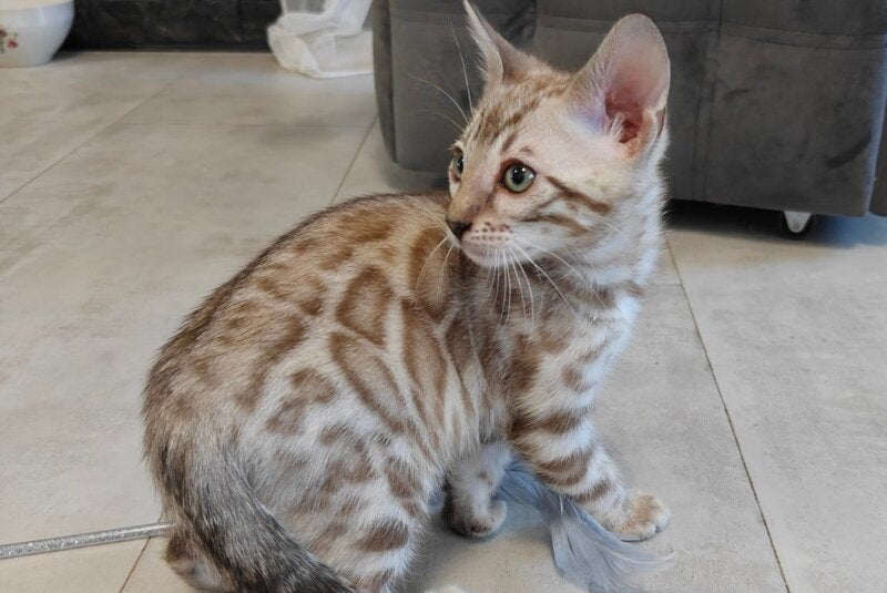 Henly Bengal male black spotted tabby pointed - live animals