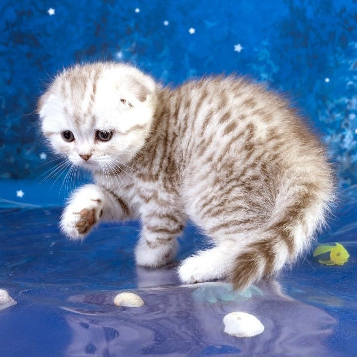 Le Sha Scottish Fold male, black silver spotted tabby
