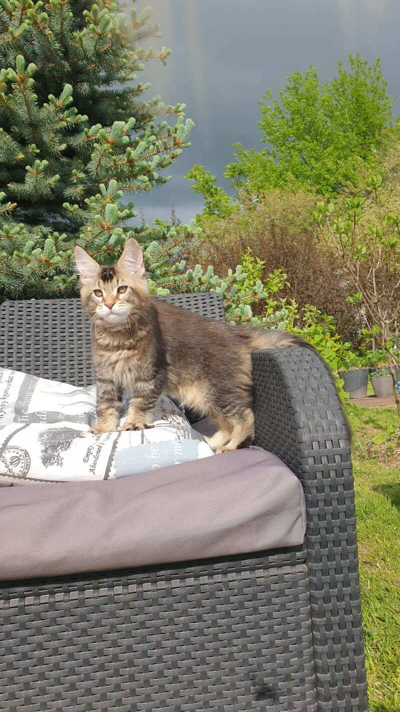 Edward Maine Coon male black ticked tabby - live animals