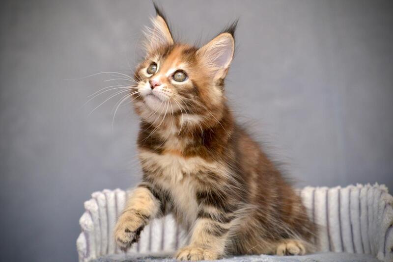 Vatrushka Maine Coon female black tortie with white tabby live animals