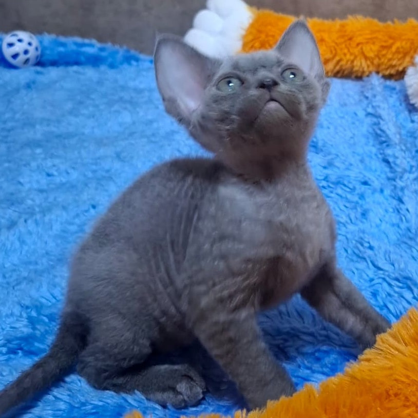 Filip Devon Rex male, blue