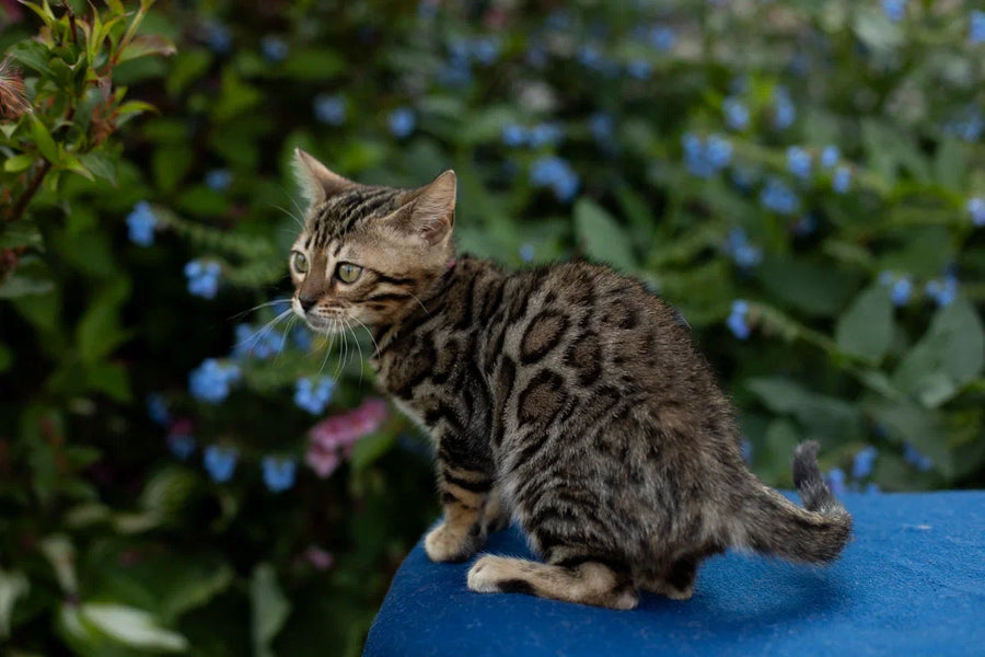 Dixie Bengal female black spotted tabby - live animals