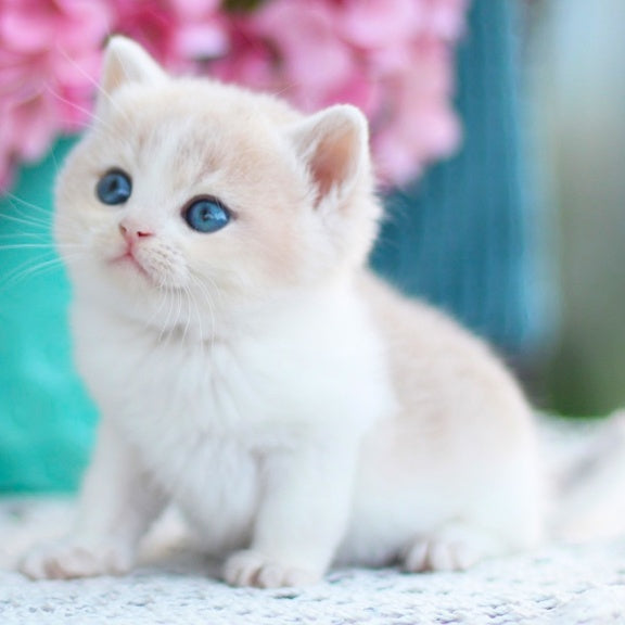 Frank British Shorthair male, blue golden shaded bicolour