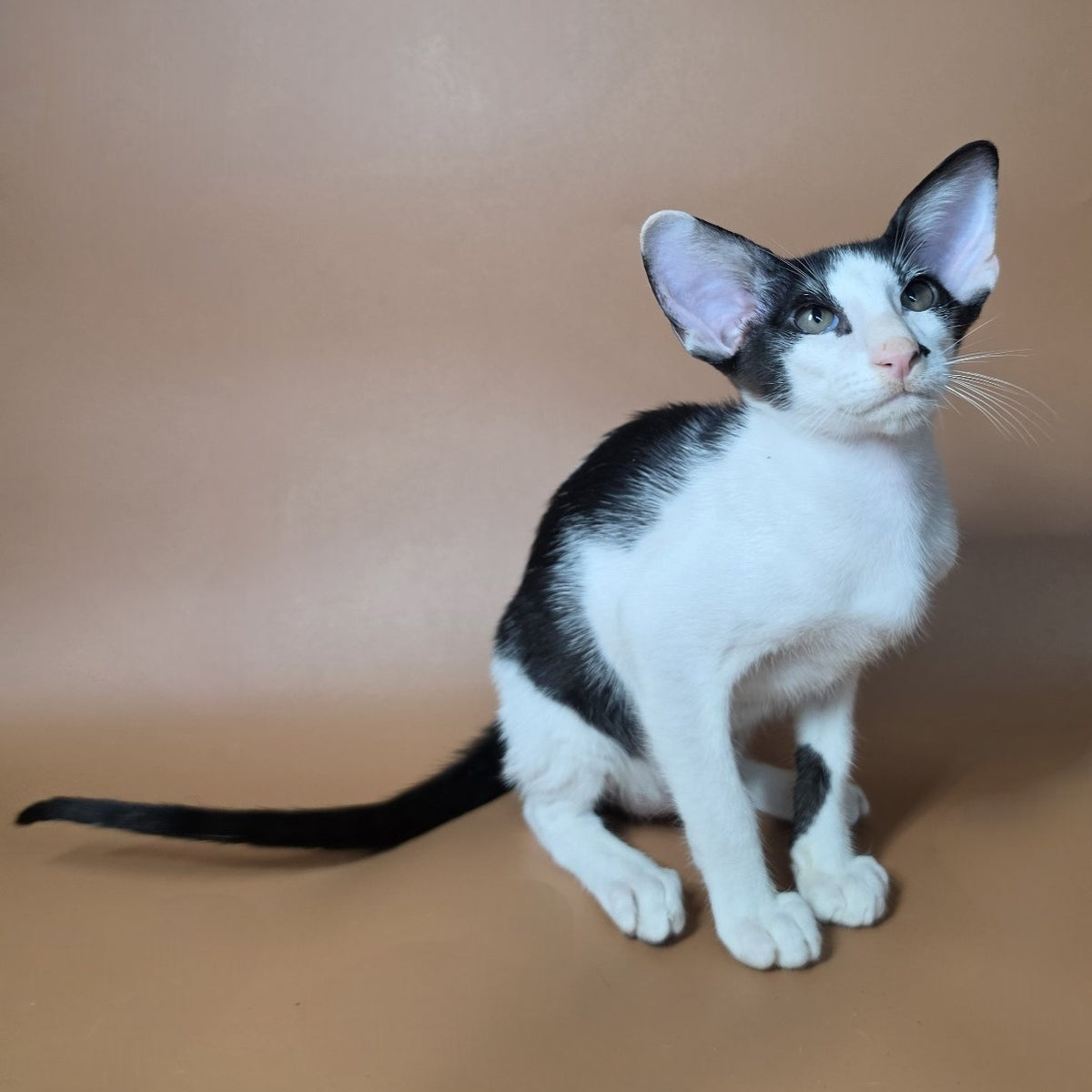 Asher Oriental Shorthair male, black bicolour