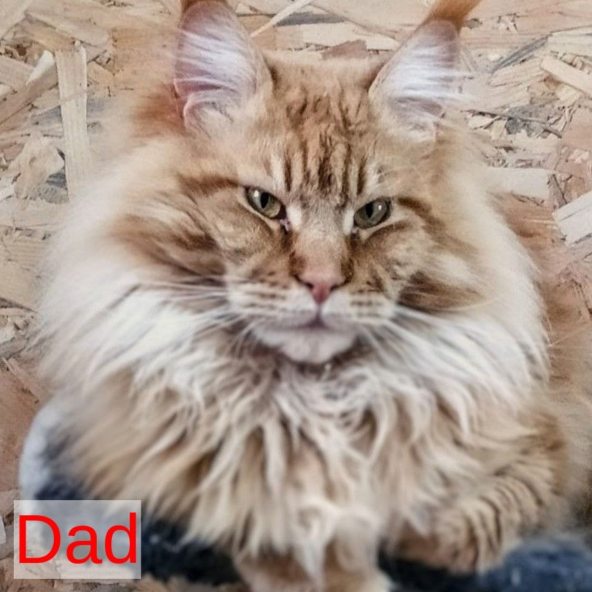Westalia Maine Coon female, black tortie silver