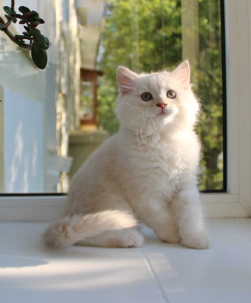 Luka Siberian male cream silver tabby - live animals
