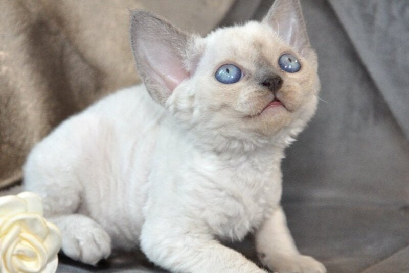 Agatha Devon Rex female, blue pointed