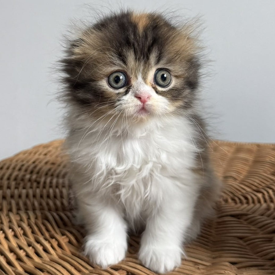 Kitty Scottish Fold female, black tortie tabby bicolour