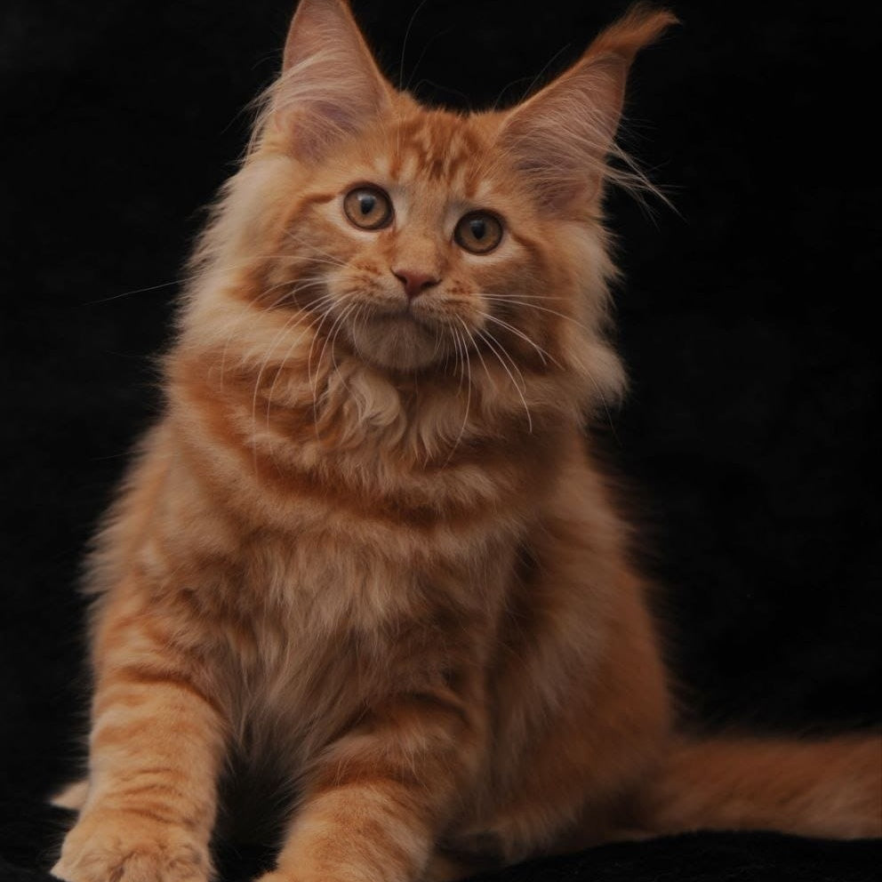 Riana Maine Coon female, red